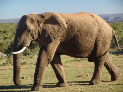 Elephant 2.jpg