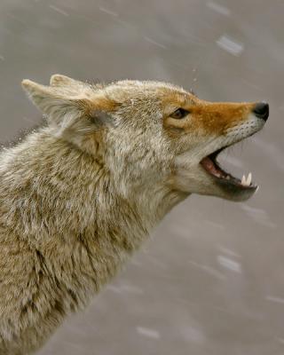 Coyote In Snow1w.jpg