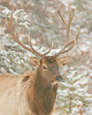 Jasper-Bull Elk in snow 4W.jpg