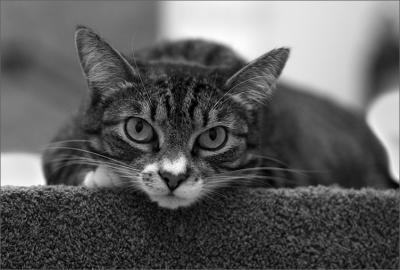 Look Into My Eyes