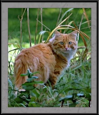 Garden Visitor