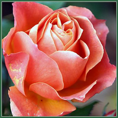 u46/digitalgee/medium/39943567.rose.jpg