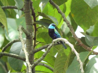 Blue-necked Tanager (Digiscoped)