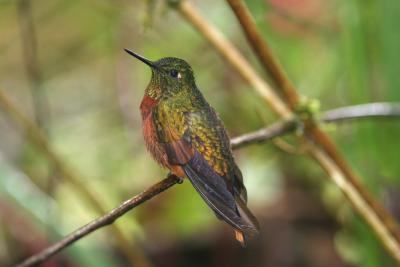 Chestnut Breasted Coronet, San Isidro