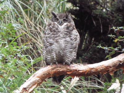 Great-Horned Owl (Digiscoped),Andes Mtns