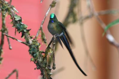 Long-tailed Slyph, San Isidro