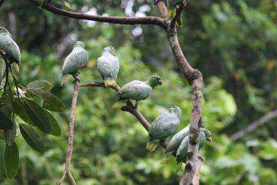Mealy Parrots, near Sacha Lodge