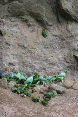 Parrot Lick,  near Sacha Lodge