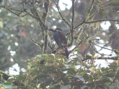 Plate-billed Mtn Toucan (Digiscoped), Tandayapa Valley