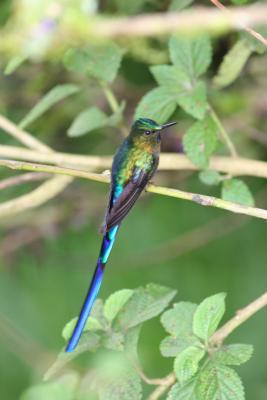 Violet-tailed Slyph, Septimo Paraiso