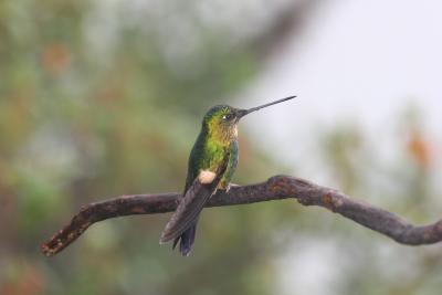 Buff-winged Starfrontlet, Yanacocha