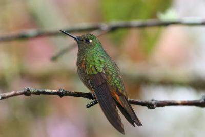 Chestnut-breasted Coronet, San Isidro