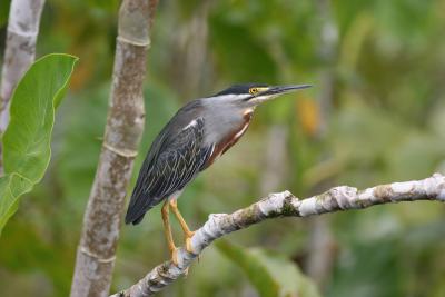 Striated Heron, Sacha Lodge