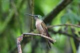 Fawn-breasted Brillant, Mindo