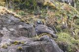 Puna Hawk, Andes Mtns