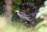 Torrent Duck, San Isidro