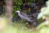 Torrent Duck,  San Isidro