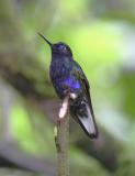 Velvet-purple Coronet, Septimo Paraiso