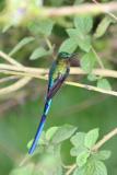 Violet-tailed Slyph, Septimo Paraiso
