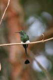 Booted Racket-tail Hummingbird, Septimo Paraiso