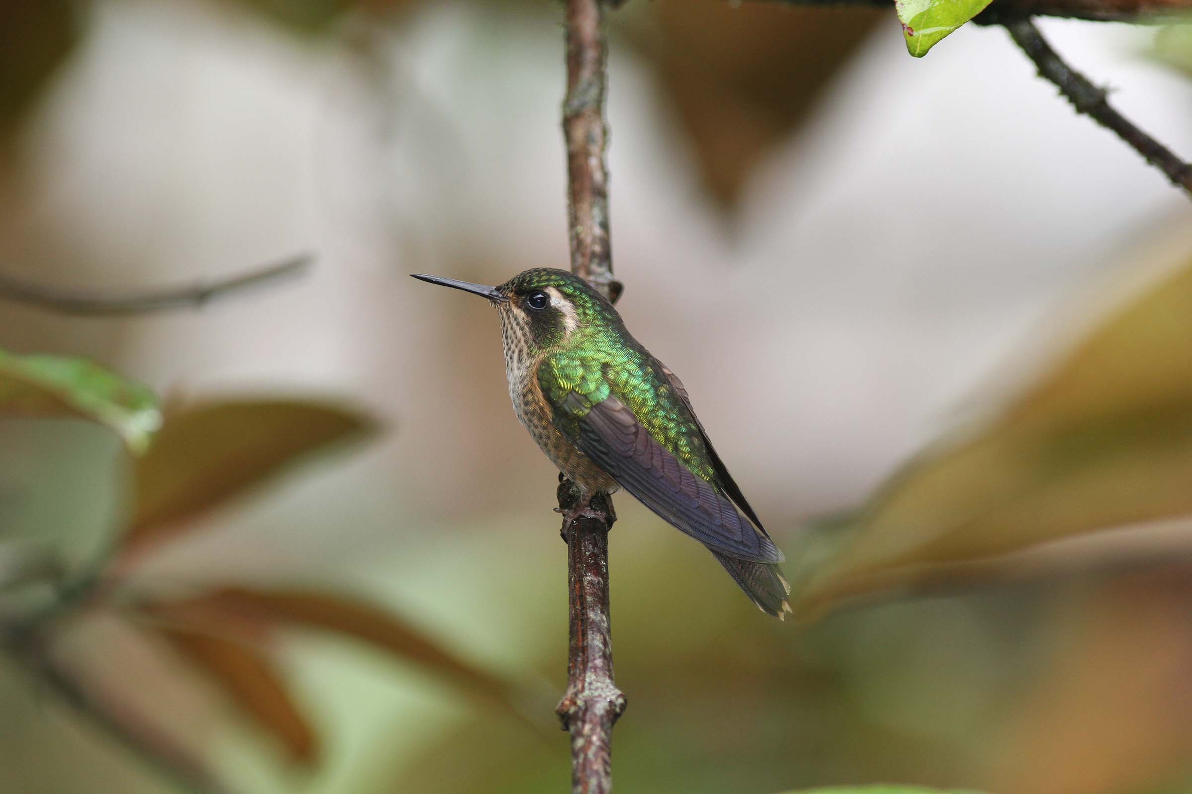 Speckled Hummingbird, San Isidro