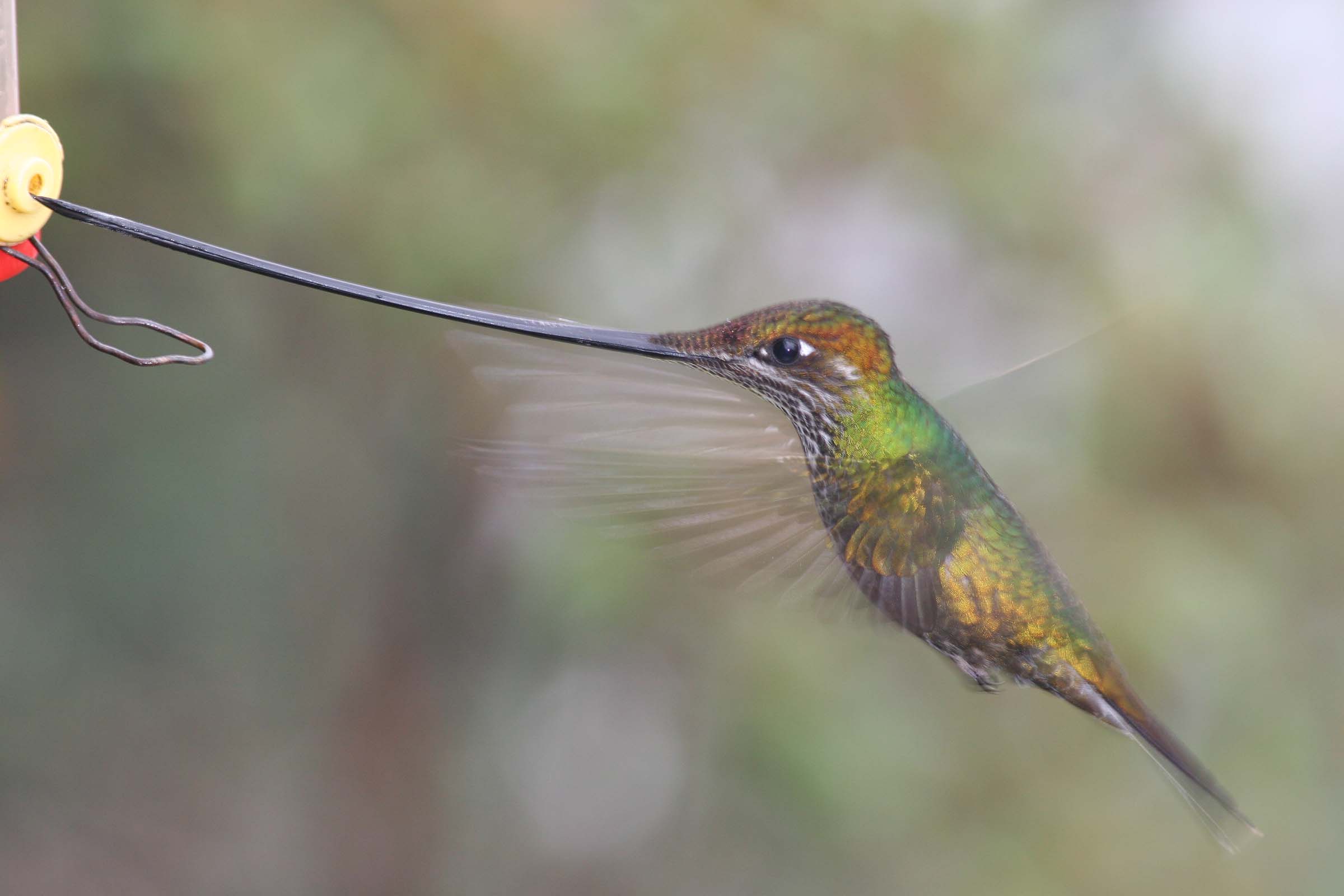 Sword-billed Hummingbird, Yanacocha