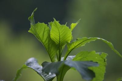 040529_J0Z2259.jpg