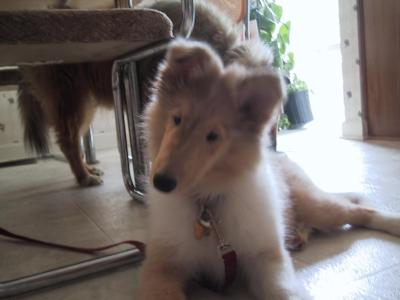 Collies 2004-07-24 (Starr)