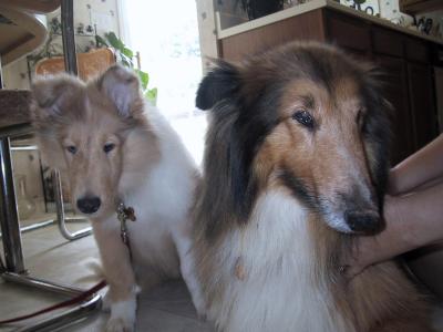 Collies 2004-07-24 (Starr & Sable)