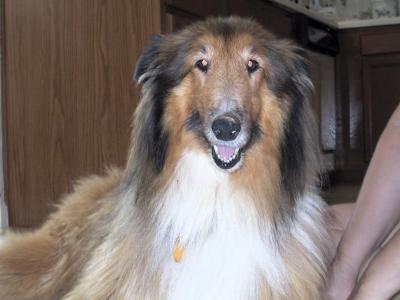 Collies 2004-07-24 (Sable)