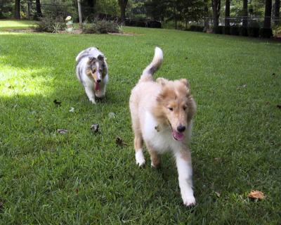 Collies 2004-07-31 (Starr)