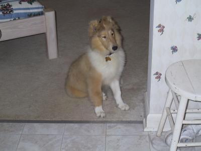 Collies 2004-08-14 (Starr)