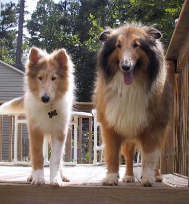 Collies 2004-09-04 (Starr & Sable)