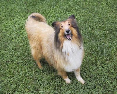 Collies 2004-09-04 (Sable)