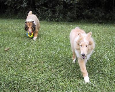 Collies 2004-09-04 (Sable & Starr)