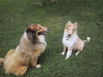 Collies 2004-09-04 (Sable & Starr)