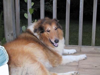 Deck - Nancy  Collies 06.JPG