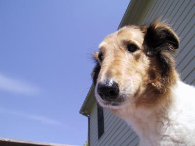 Collies 05 03-24-2001.JPG