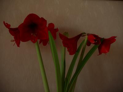 20-02-05 amaryllis