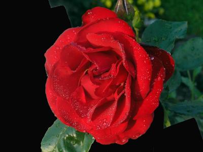 rose1.jpg