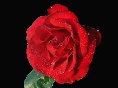 rose2.jpg