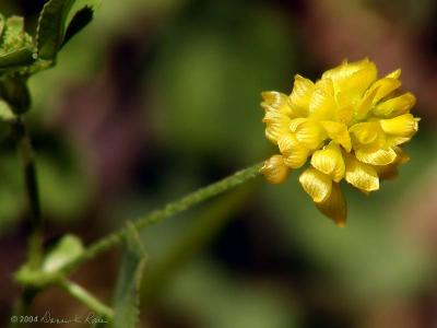 Hop Clover