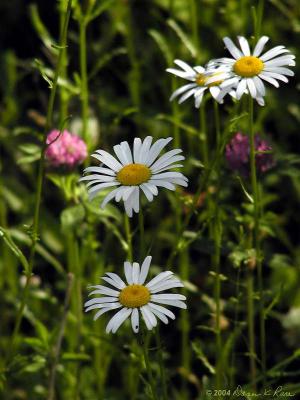 Oxeye Daisies