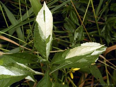 Unknown varigated wild plant