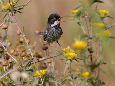 Cyprus Warbler (Sylvia melanothorax)