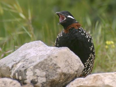 Black Francolin (Francolinus francolinus)