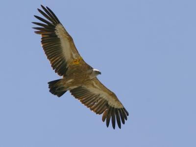Griffon Vulture - 300 f/2.8 + 1,4X