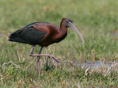 Glossy Ibis (Plegadis falcinellus)