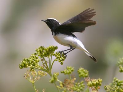 Cyprus Wheatear - 300 f/2.8