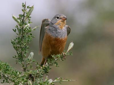 Cretchzsmar's Bunting - 300 f/2.8